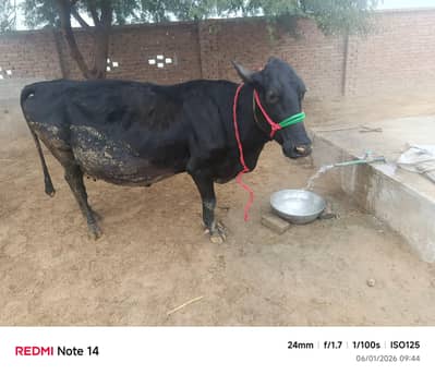 jersey cross pregnant cow