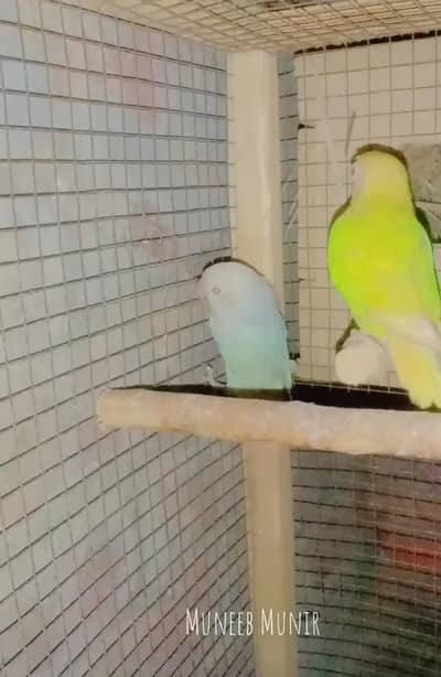 Albino and Decino love birds red diamond doves ,red eyes cocktail