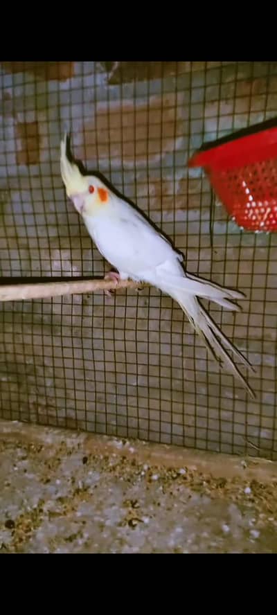 Albino and Decino love birds red diamond doves ,red eyes cocktail