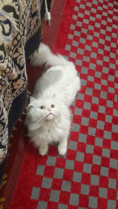 male persian cat free for cat lovers