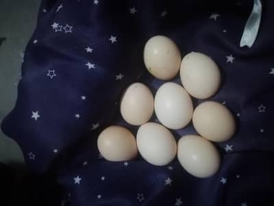 Desi eggs Australorp, Fancy Milli Fertile Eggs for  Sale