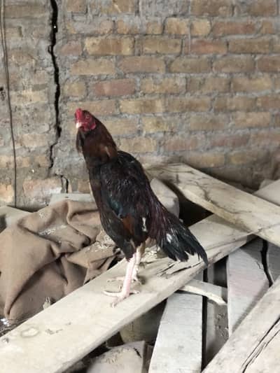 Patha for sale location Rawalpindi Near giga mall