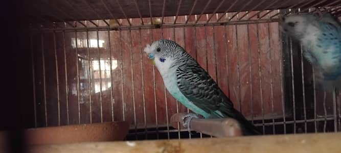 blackwing breeder pair 0323-0506963