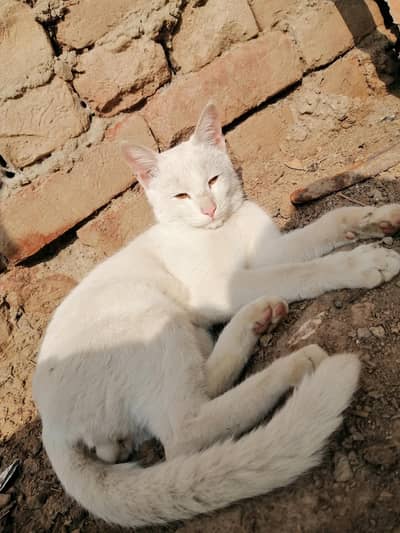 Turkish angora and Khao manee male cat for sale