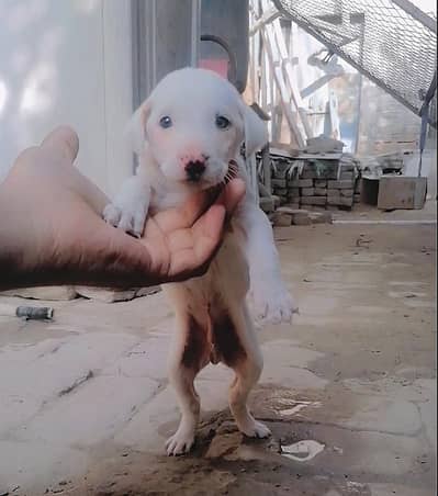 bully gultair male puppy for sale