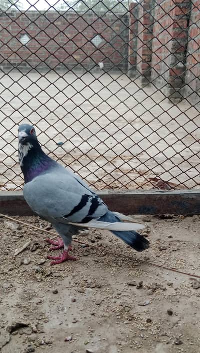 One eye  female eggs ki  granti