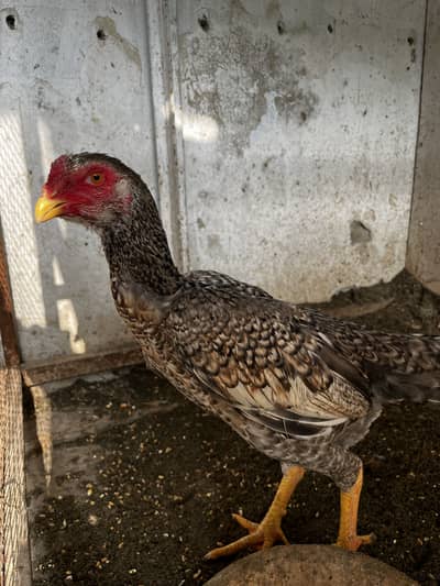 Shamo aseel male female healthy and active patha for sale