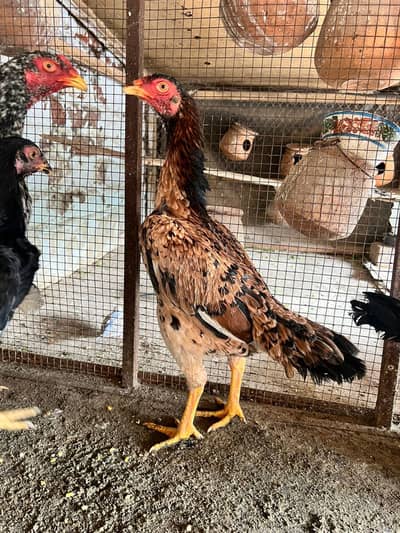 Shamo aseel male female healthy and active patha for sale