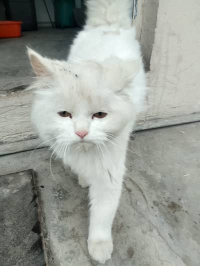 Persian Cat for Sale