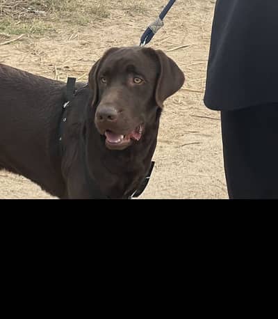 British breed Labrador