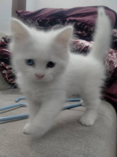 Persian cat white