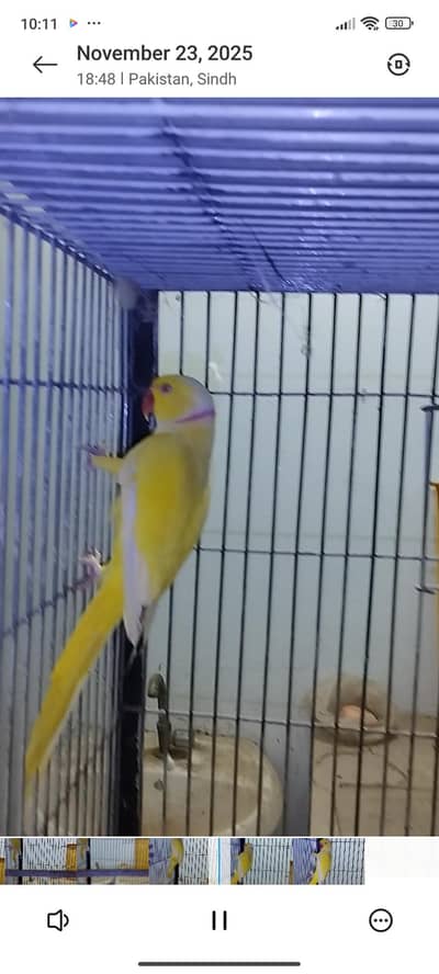 Blue and yellow Ringneck pair , pineapple pair , lorry and green chick