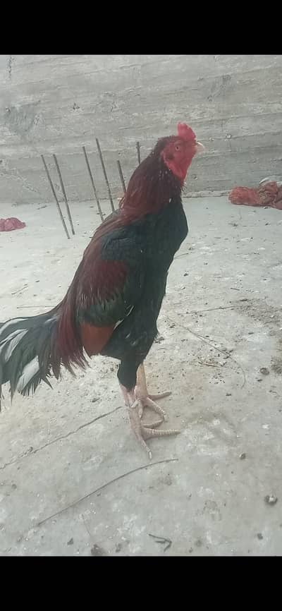 aseel rooster for sale