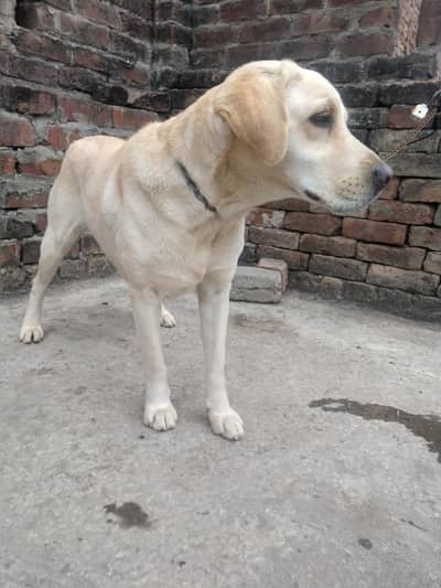 Imported Blood Line Labra