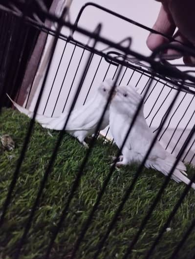 Crusted White Budgie Pair