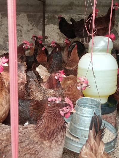 egg laying hens for sale