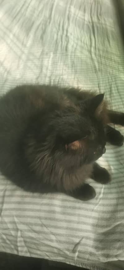 Beautiful Persian Cat