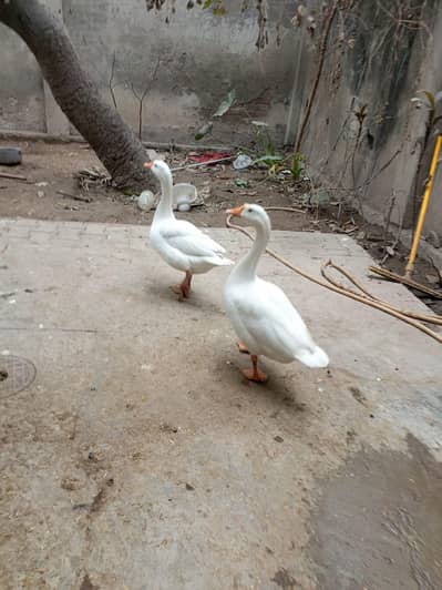 long neck ducks for sale