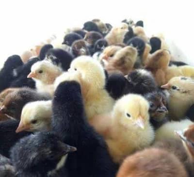 Desi chicks available for sale karachi