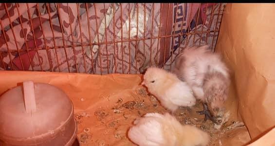 white poilsh chick , heavy buff Cochin chick or silkie