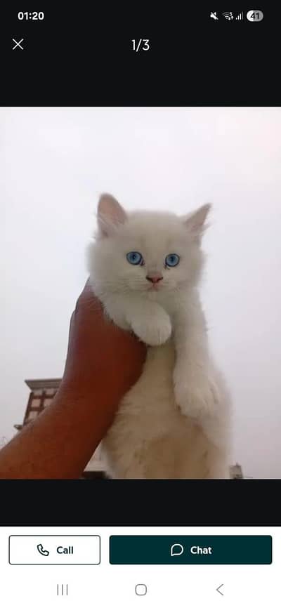 female blue eyes Persian kitten.