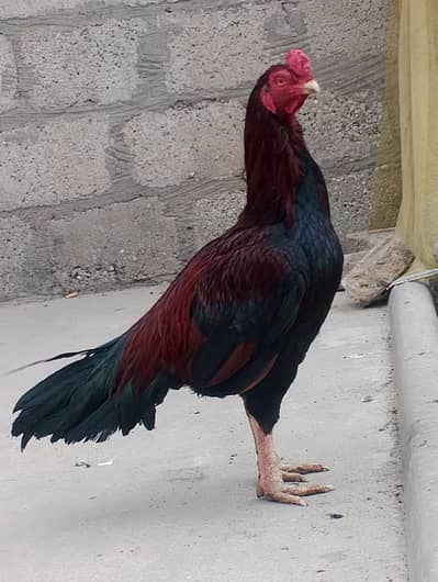 aseel murgha mazbot Hadi jor choras nali Wala