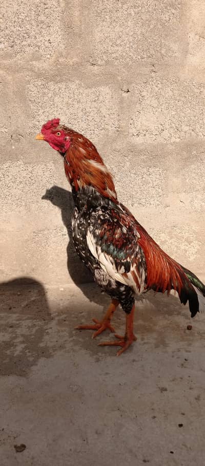 Assel Murga for sale contact n. o 03485173077