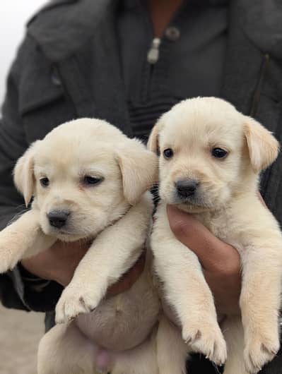 pure Labrador dog puppies two females