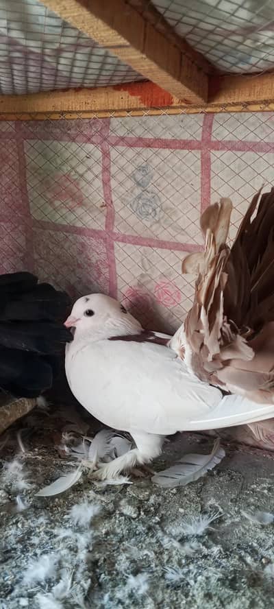 Laka breader female for sell