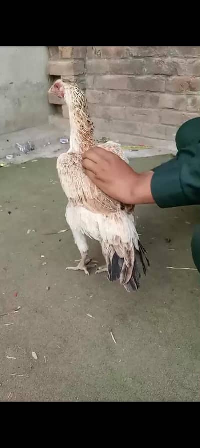 aseel murgiyan full healthy active03054176884