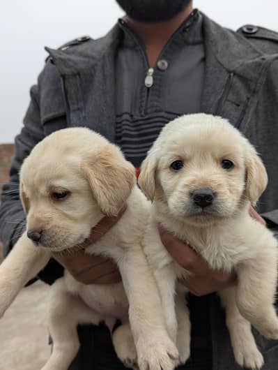 pure Labrador dog puppies two females