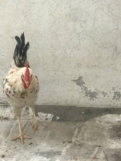 Misri hens beautiful pair