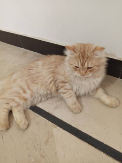 Persian Male Cat