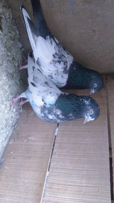 ٹیڈی بریڈر جوڑا