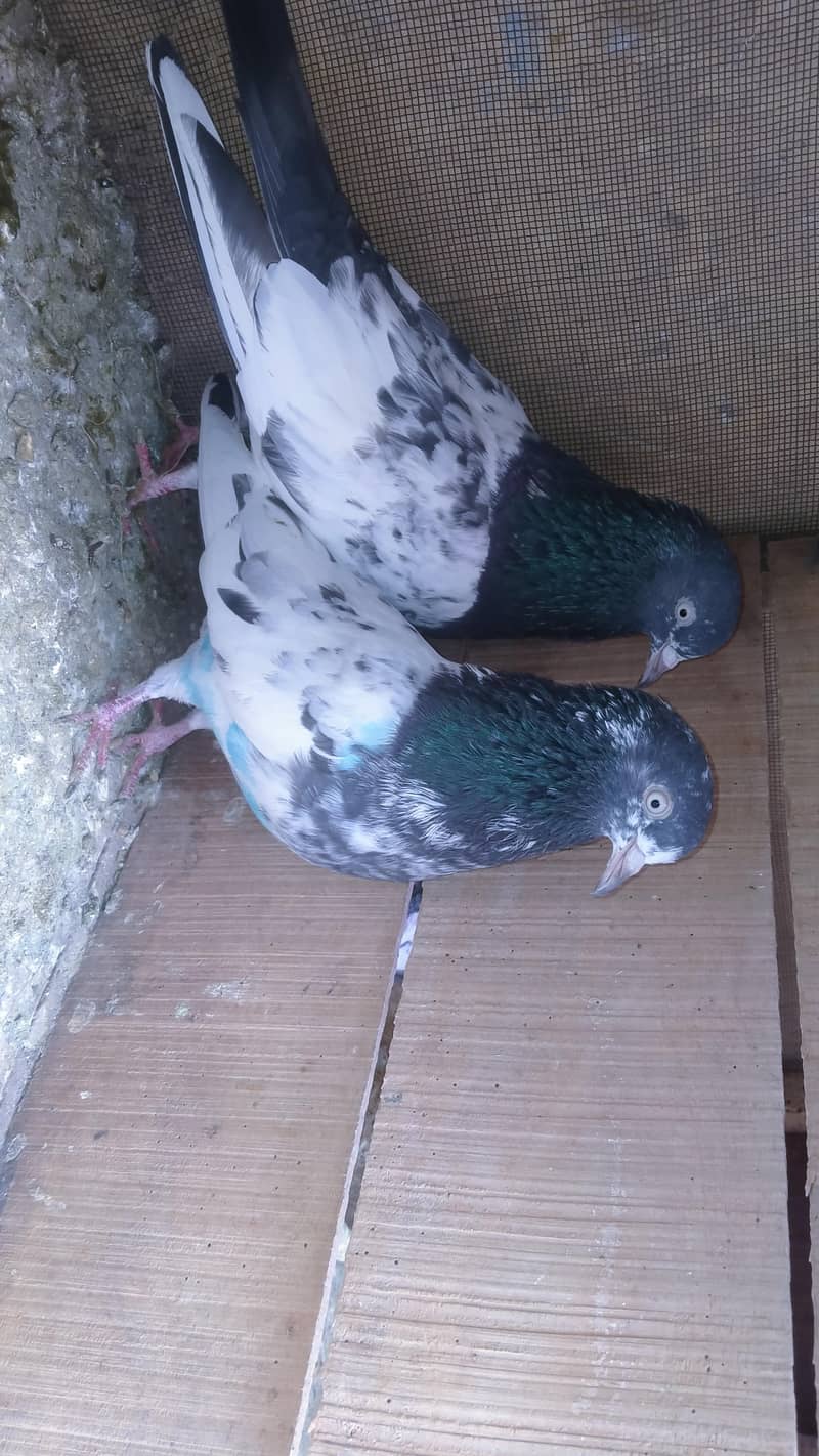 ٹیڈی بریڈر جوڑا 0