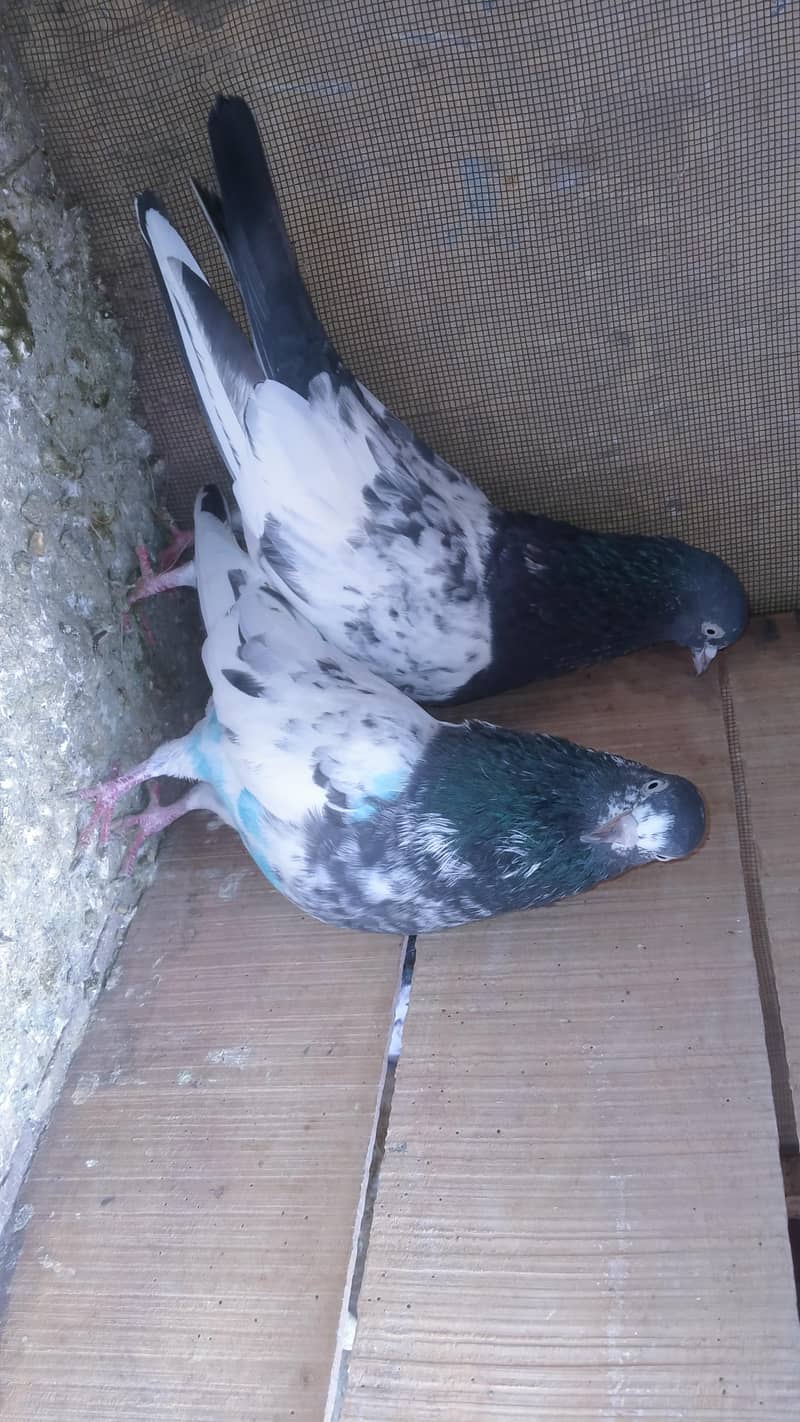 ٹیڈی بریڈر جوڑا 2