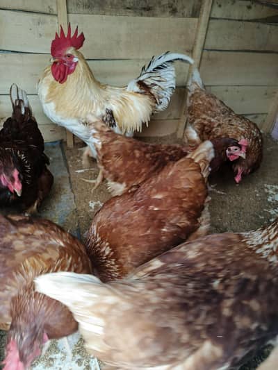 original lohman brown