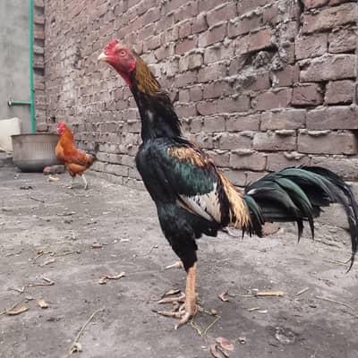 MAINWALI ASEEL 5000 (0370-6765290)