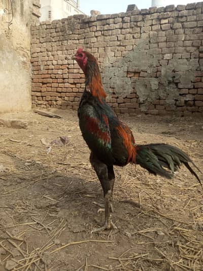 pakoya patha for sale game bird