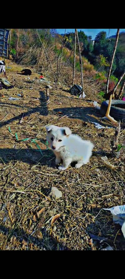 Pomeranian white puppy