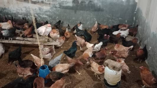 desi murghi /golden misri /golden misri hen / desi hen /مرغی