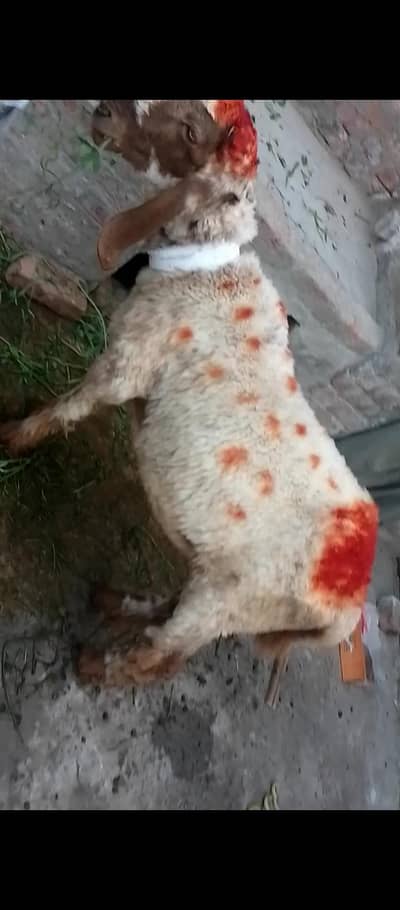 03247688534خوبصورت دیسی چھترے مہندی رنک والا دوندہ ہے