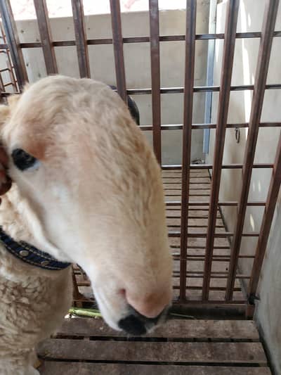 call for price pure mundra or pure kajla 03112002962