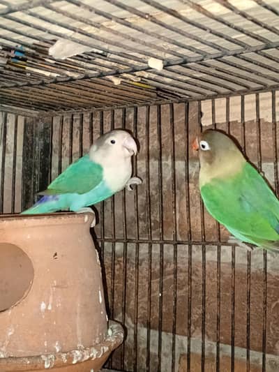 Beautiful pair available