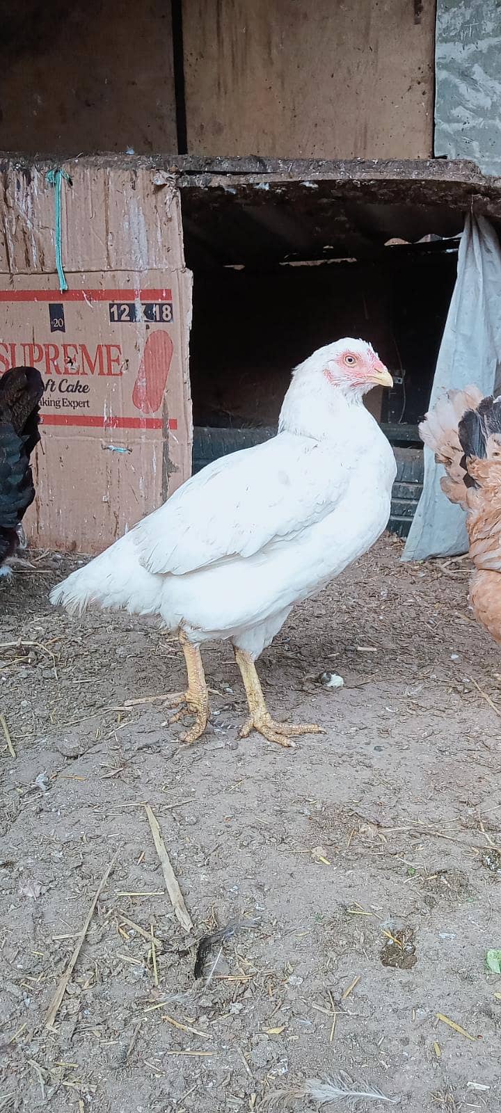گھر کی پالی ہوئی مرغی فل ایکٹیو پیپر وائڈ فل وائٹ 0