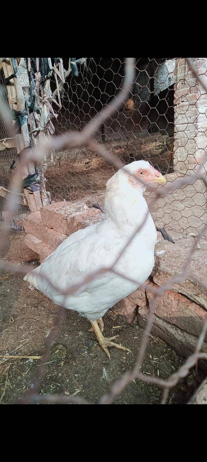 گھر کی پالی ہوئی مرغی فل ایکٹیو پیپر وائڈ فل وائٹ 1