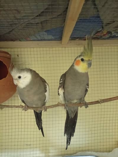 Loveing pair of coctale full breeder