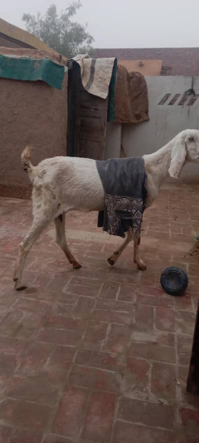 Bakri -Ragen puri _ muhammad puri bakri for sale