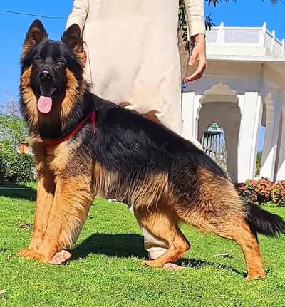 gurman shaft Dog My WhatsApp 03257448377 (+#)D