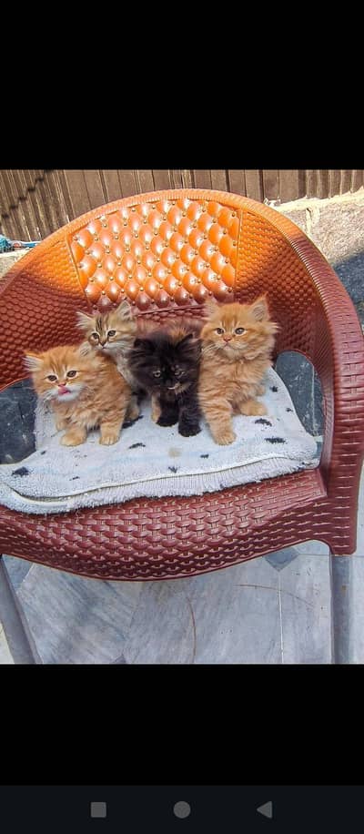 Pure persian cat kittens